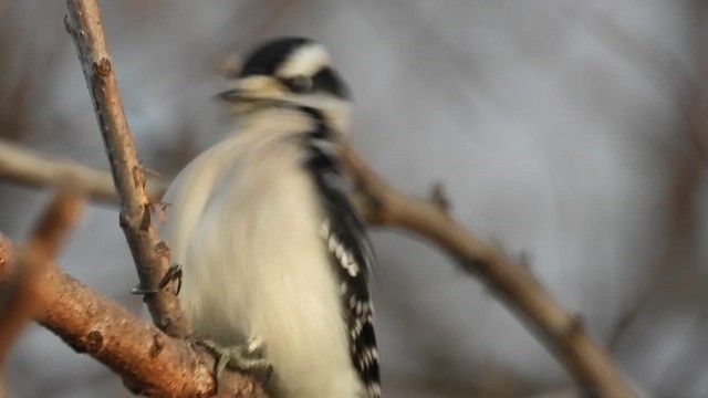 Downy Woodpecker - ML647640352