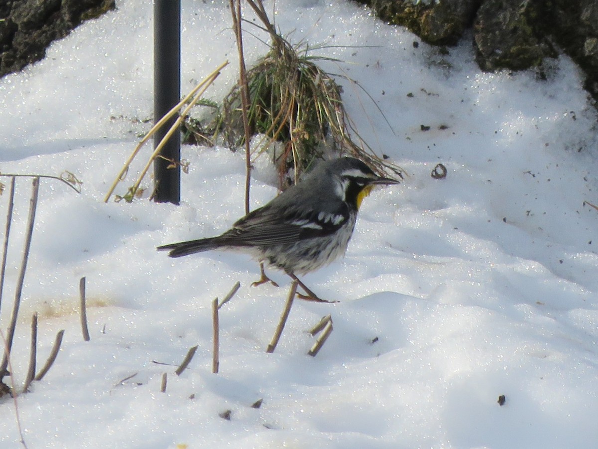 Paruline à gorge jaune - ML647640361