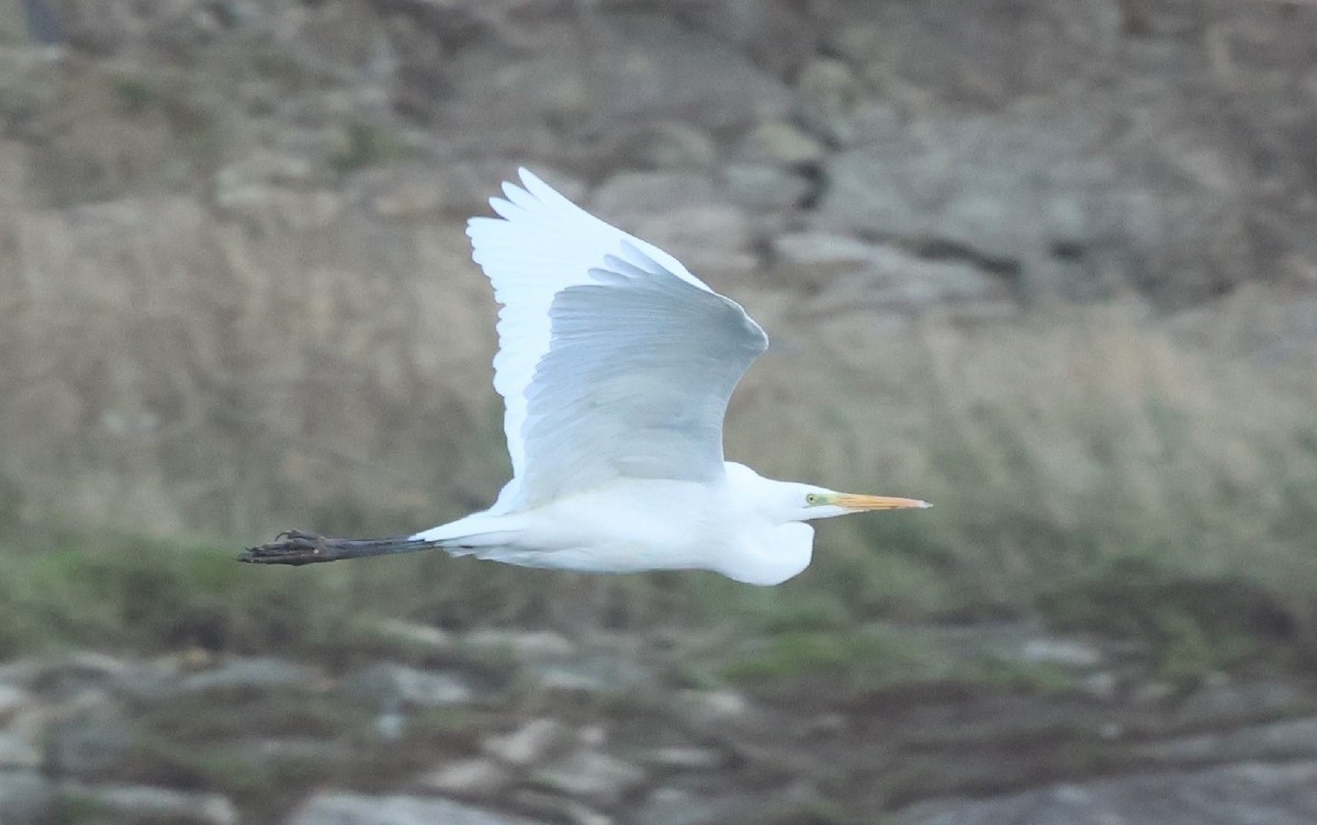 Koartza zuria - ML647640376