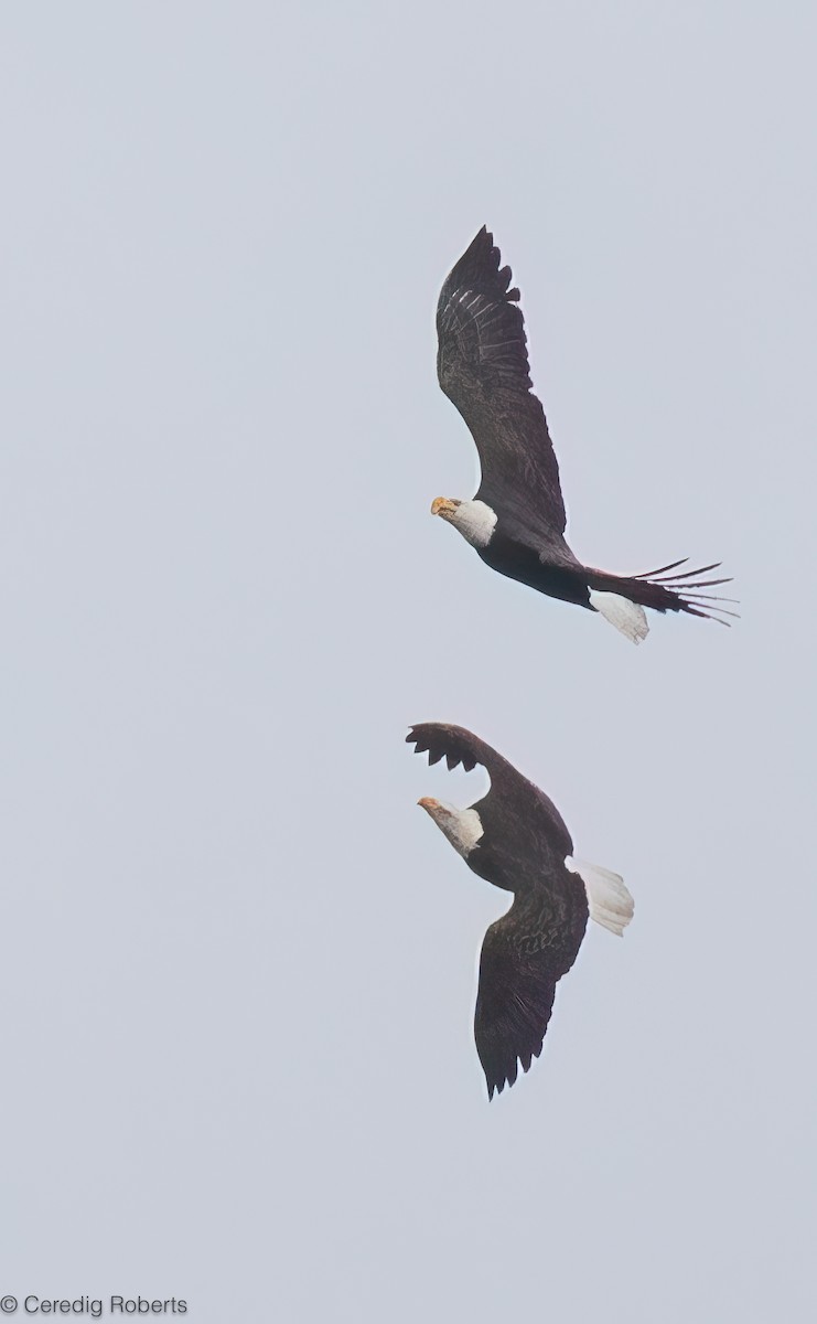 עיטם לבן-ראש - ML647640473