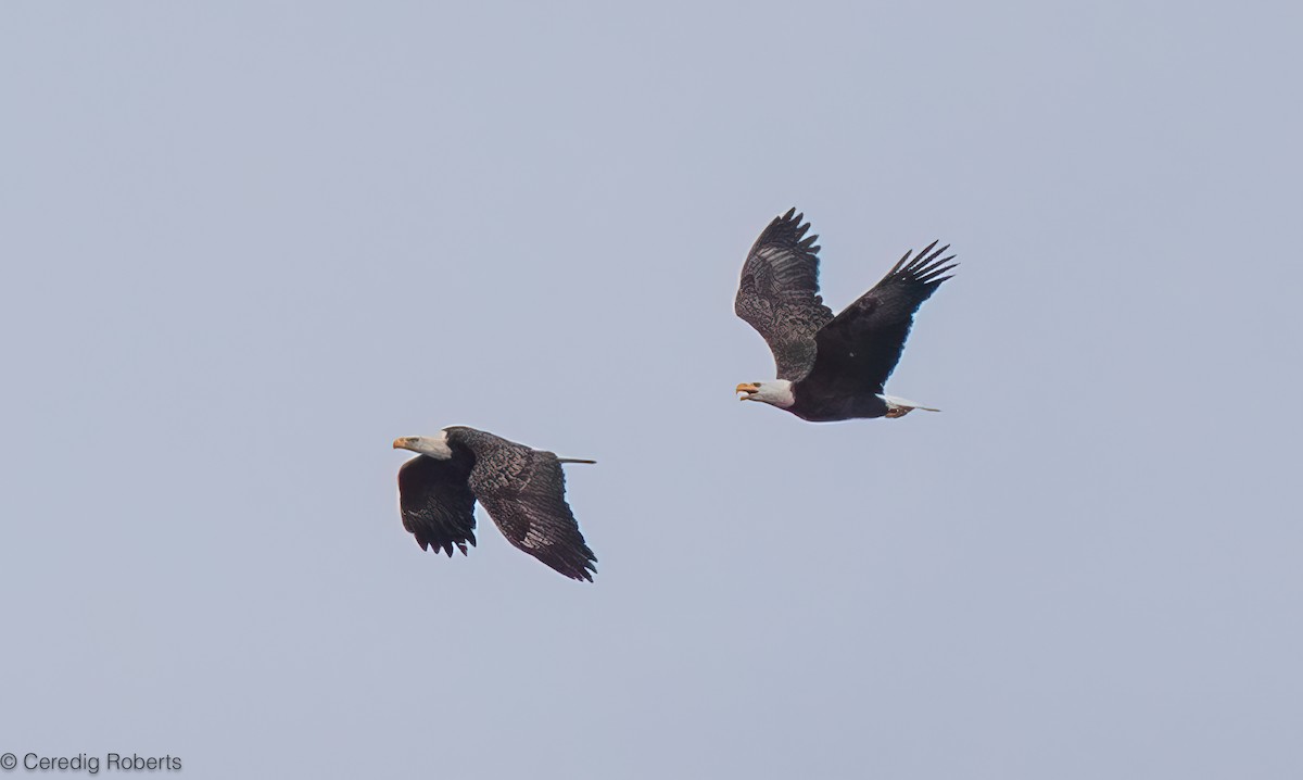 עיטם לבן-ראש - ML647640474