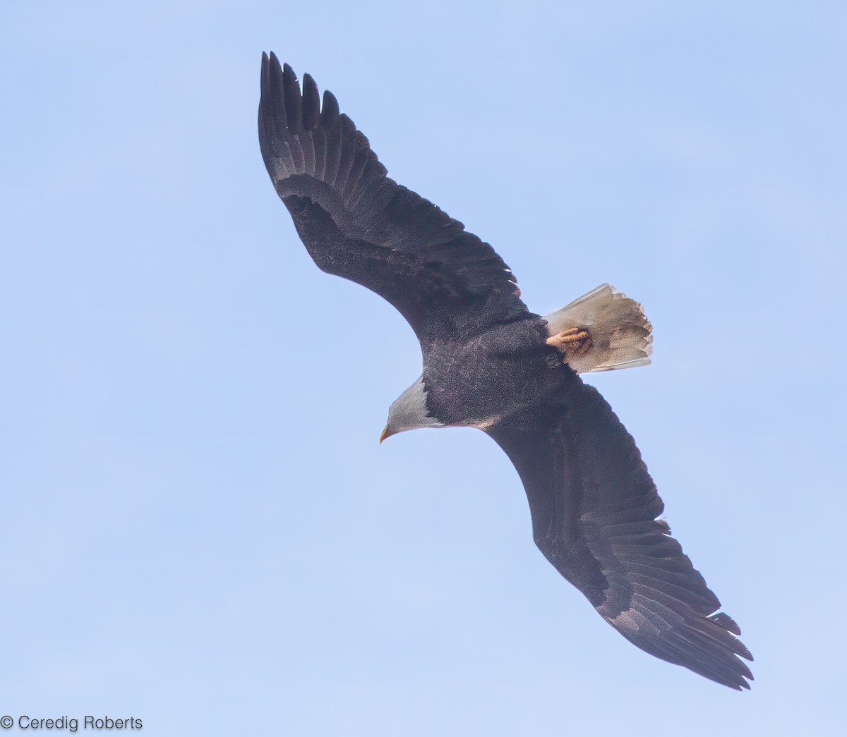 עיטם לבן-ראש - ML647640475