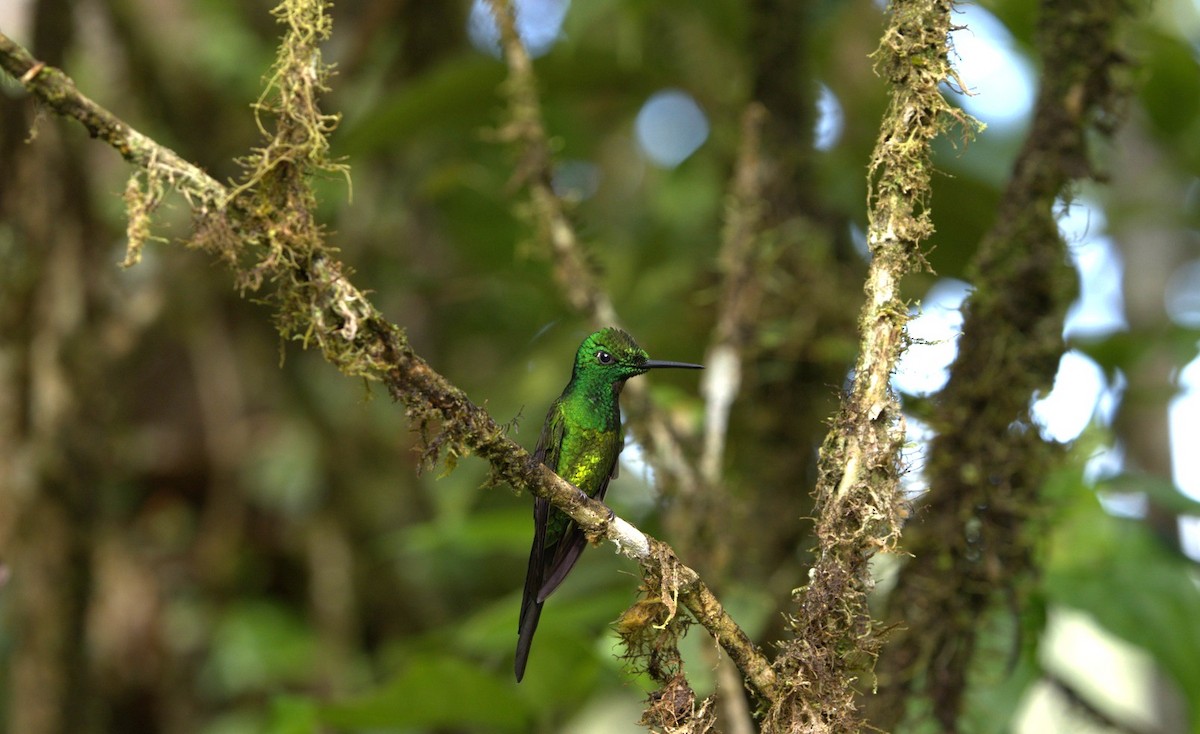 Empress Brilliant - ML647640496