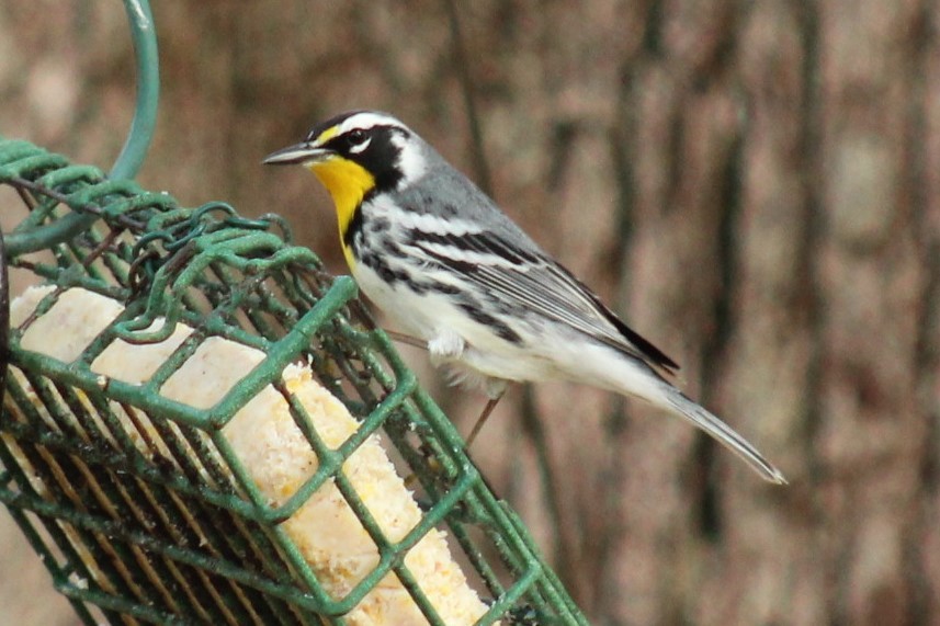 Paruline à gorge jaune - ML647640531