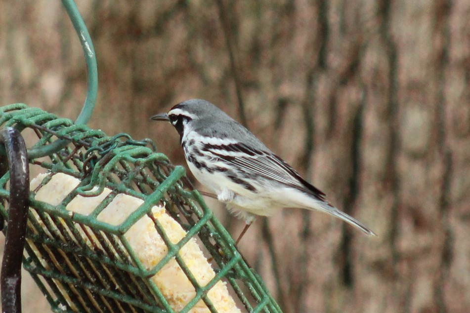 Paruline à gorge jaune - ML647640532