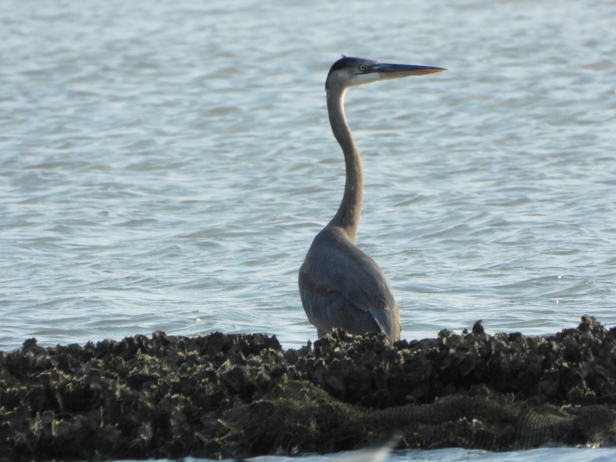 Great Blue Heron - ML647640607
