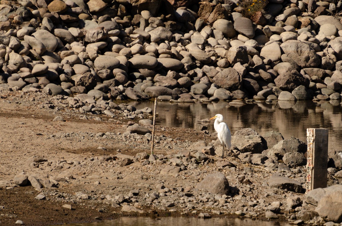 Koartza zuria - ML647640623