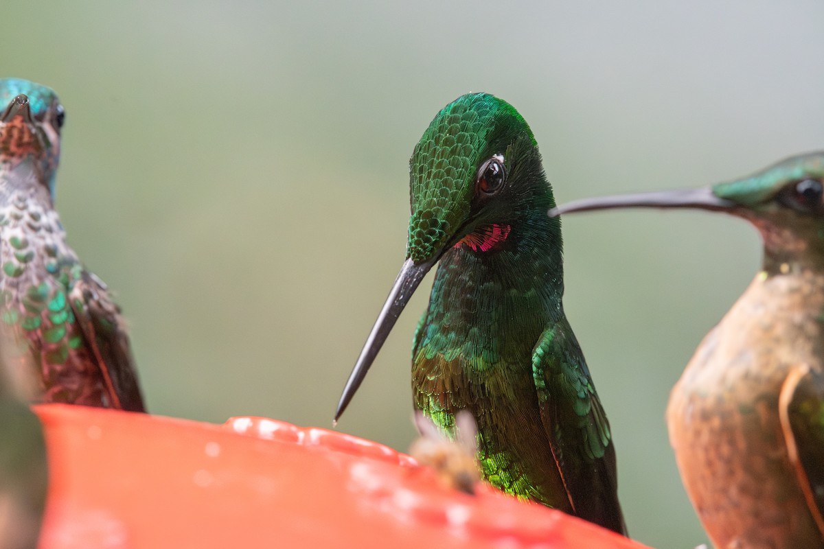 Empress Brilliant - ML647640628