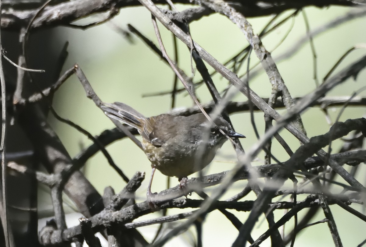 White-browed Scrubwren (White-browed) - ML647640631