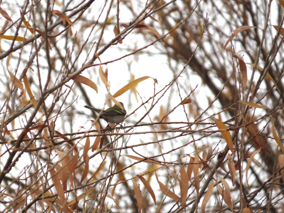 Chestnut-sided Warbler - ML647640634