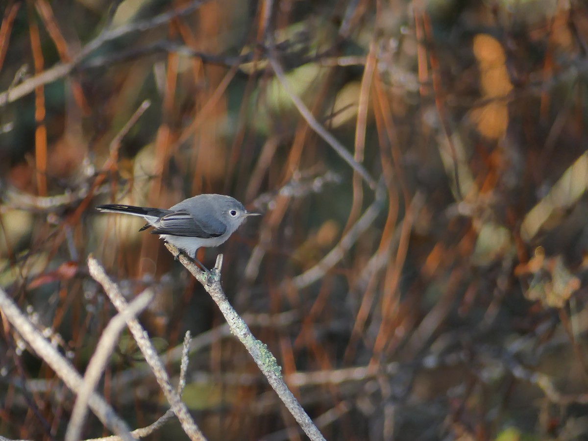 Blue-gray Gnatcatcher (Eastern) - ML647640640