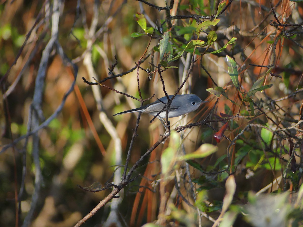 Blue-gray Gnatcatcher (Eastern) - ML647640641