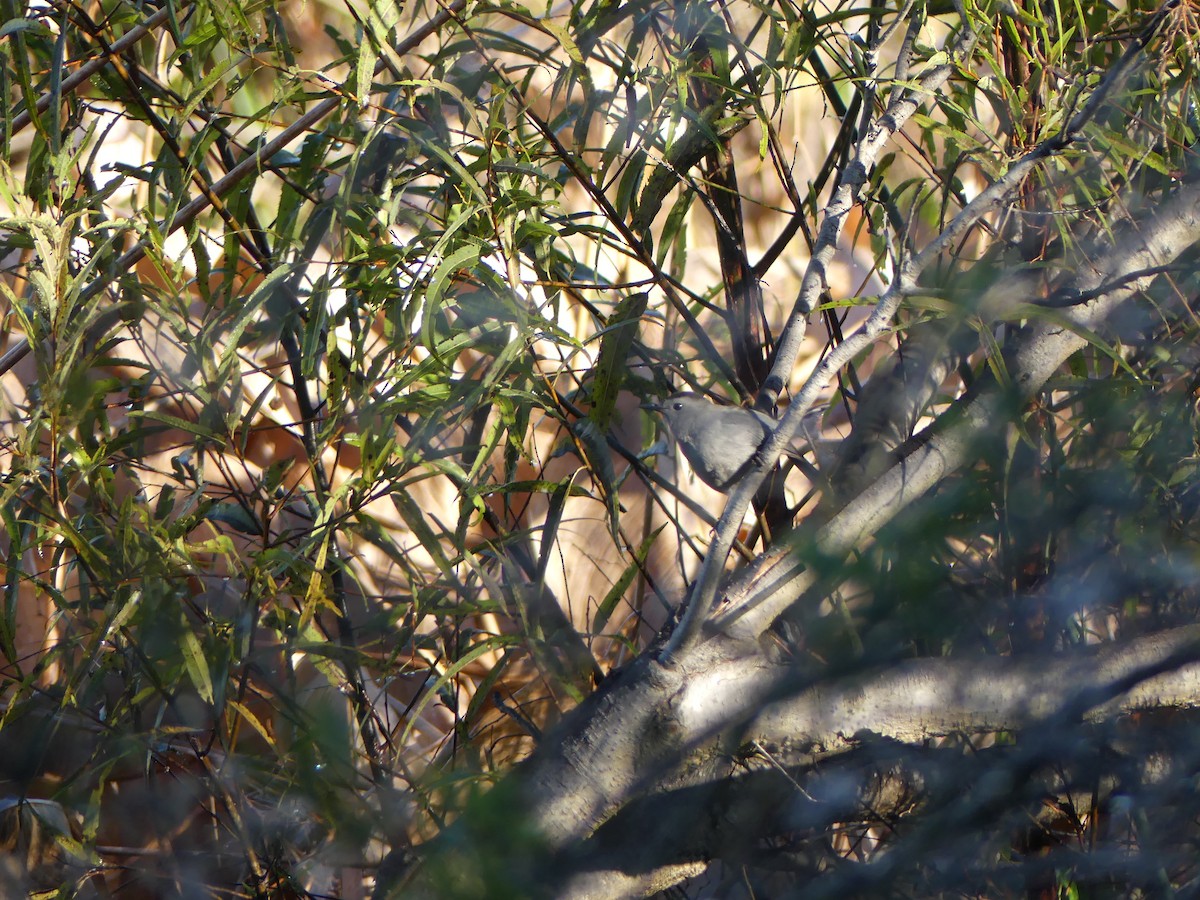 Miaulari grisa - ML647640661