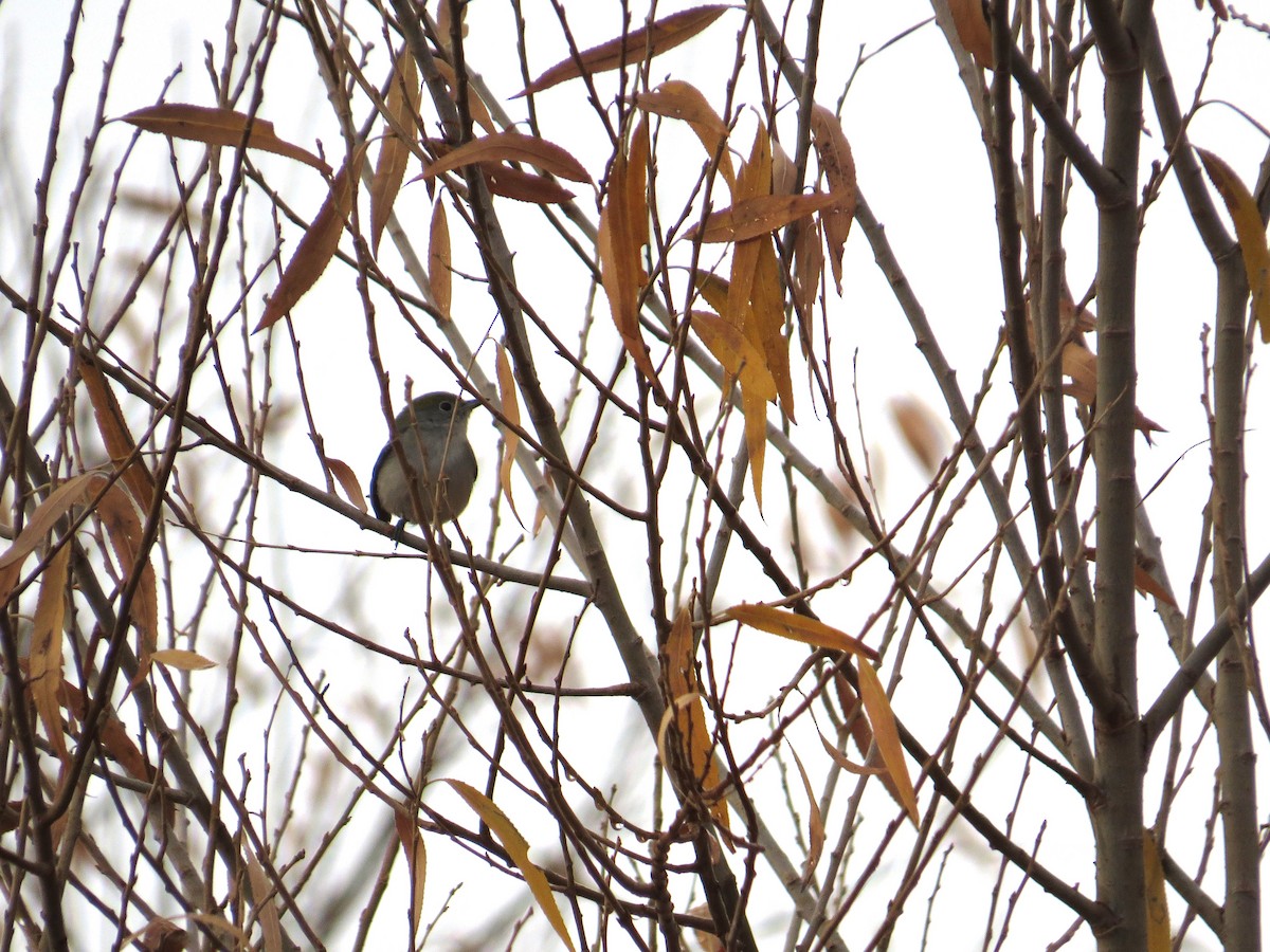 Chestnut-sided Warbler - ML647640665