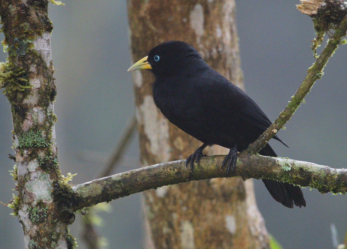 Scarlet-rumped Cacique - ML647640669