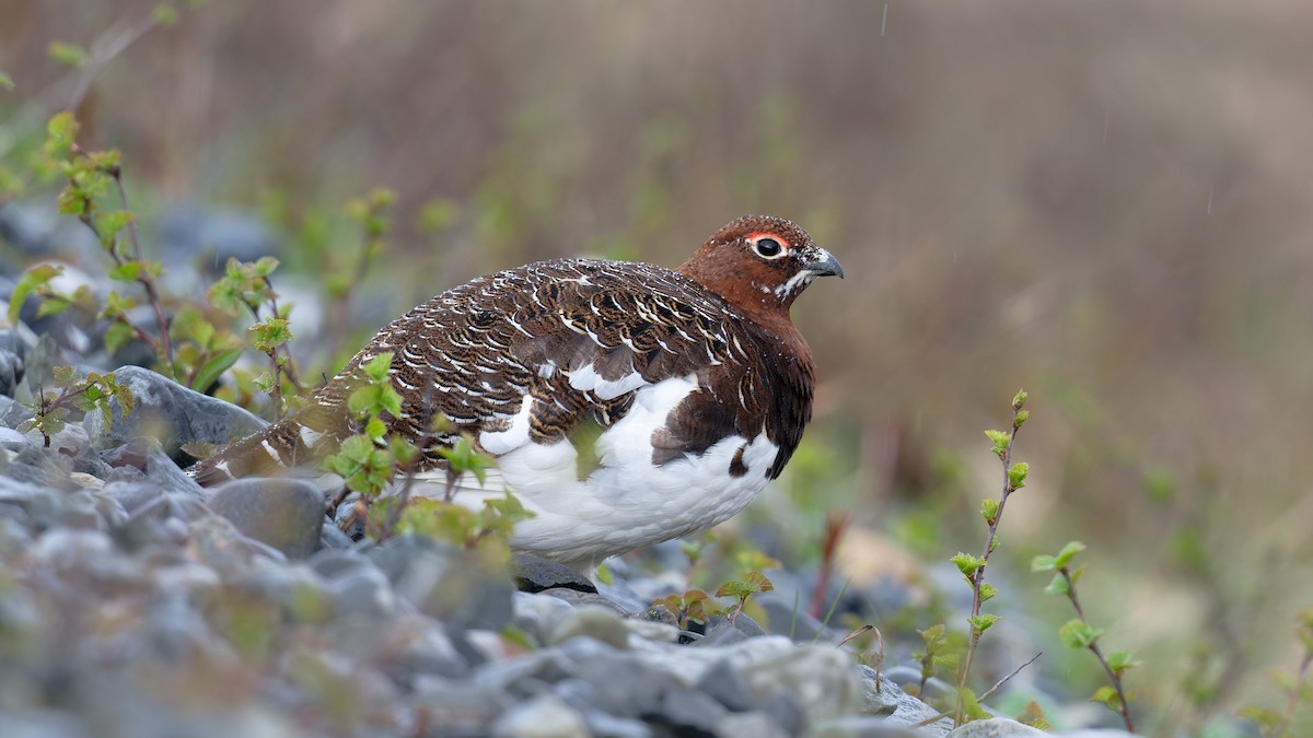 Willow Ptarmigan - ML647640742