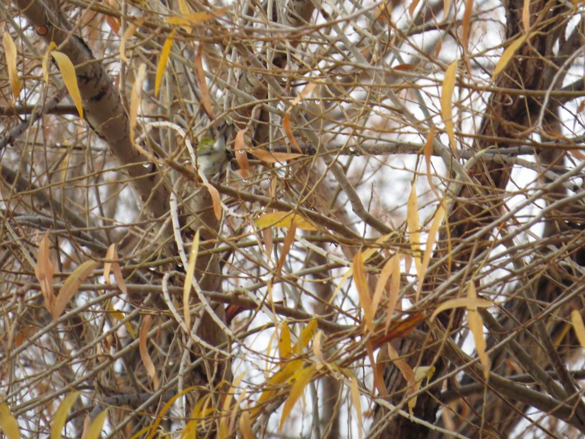 Chestnut-sided Warbler - ML647640750