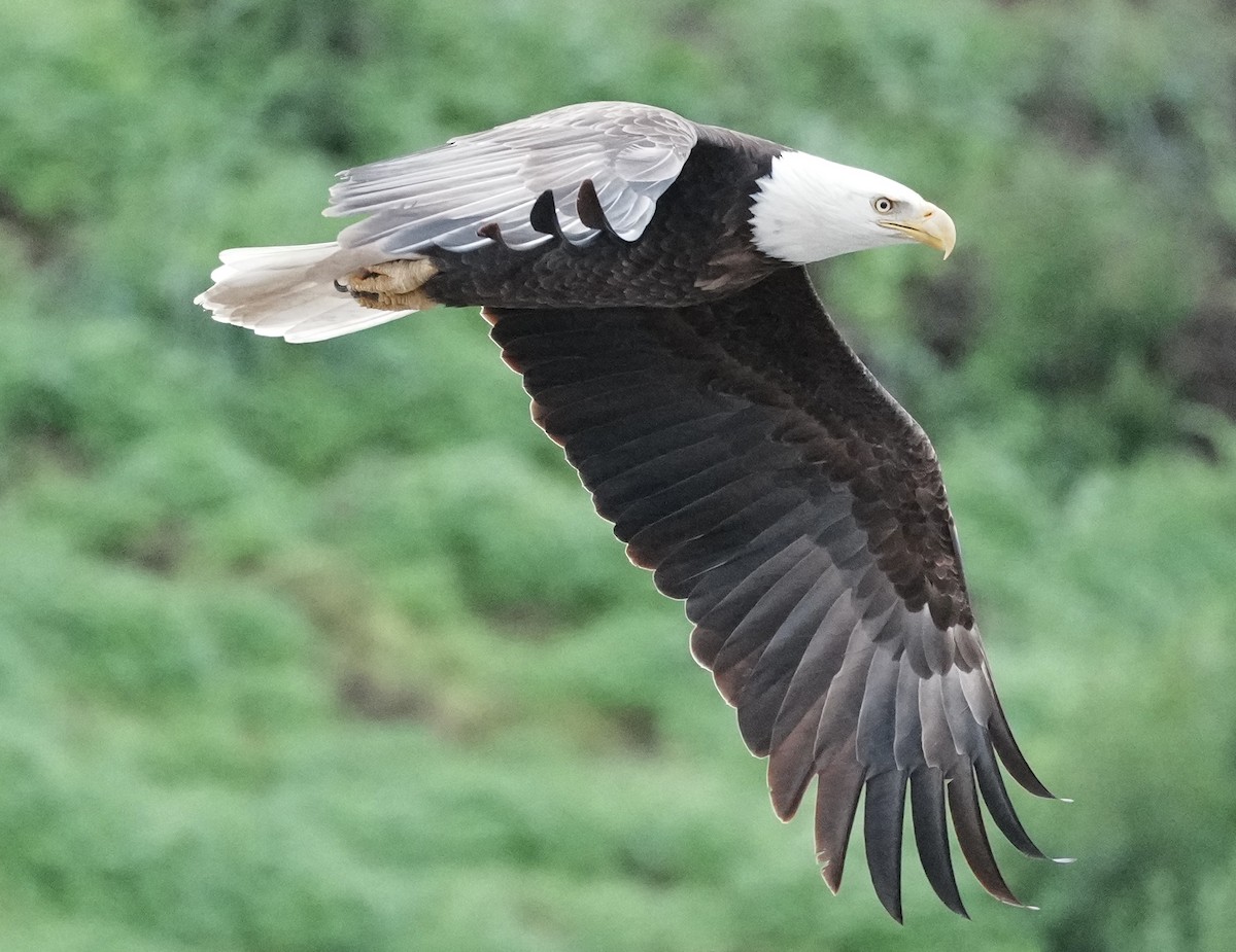 עיטם לבן-ראש - ML647640756