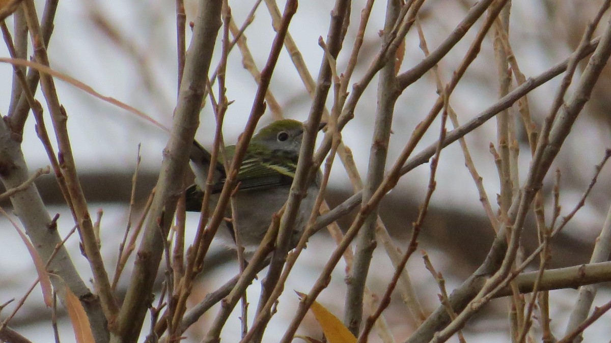 Chestnut-sided Warbler - ML647640764