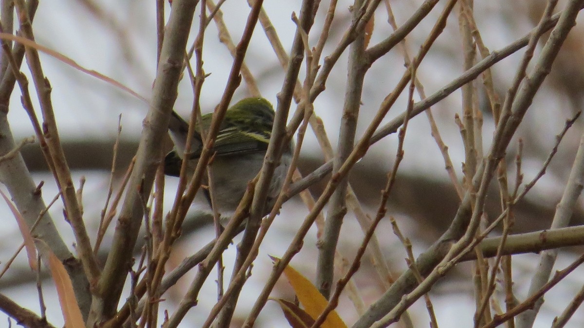 Chestnut-sided Warbler - ML647640765