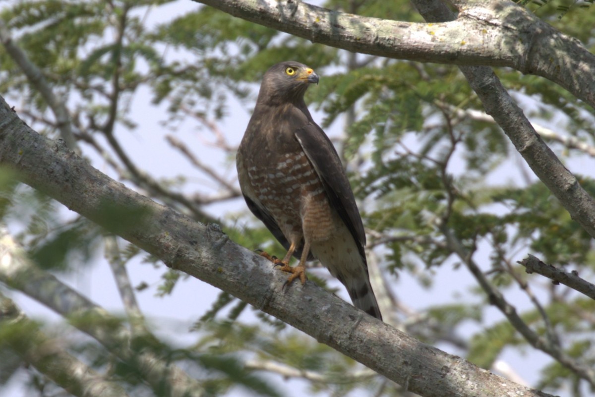 káně krahujová - ML647640768