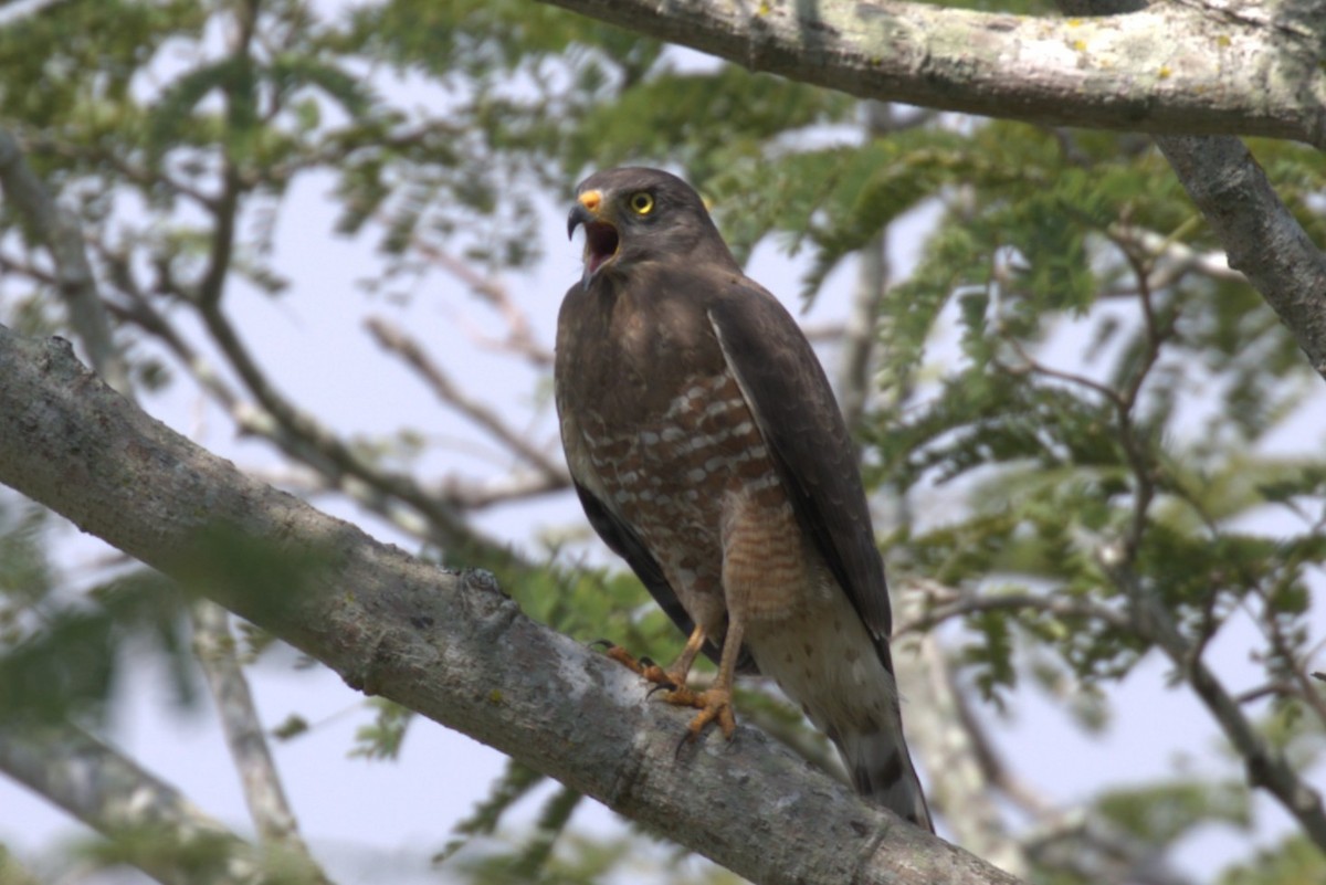 káně krahujová - ML647640769