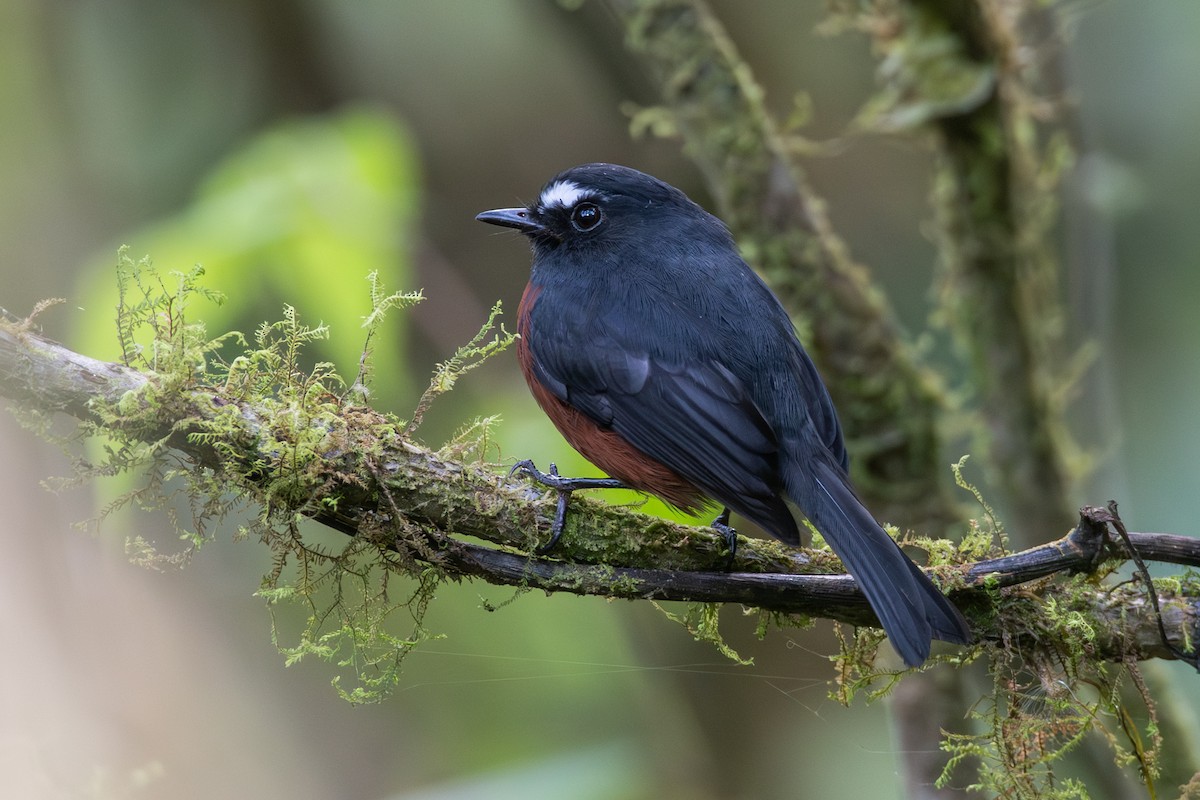 Пітайо темноспинний - ML647640770