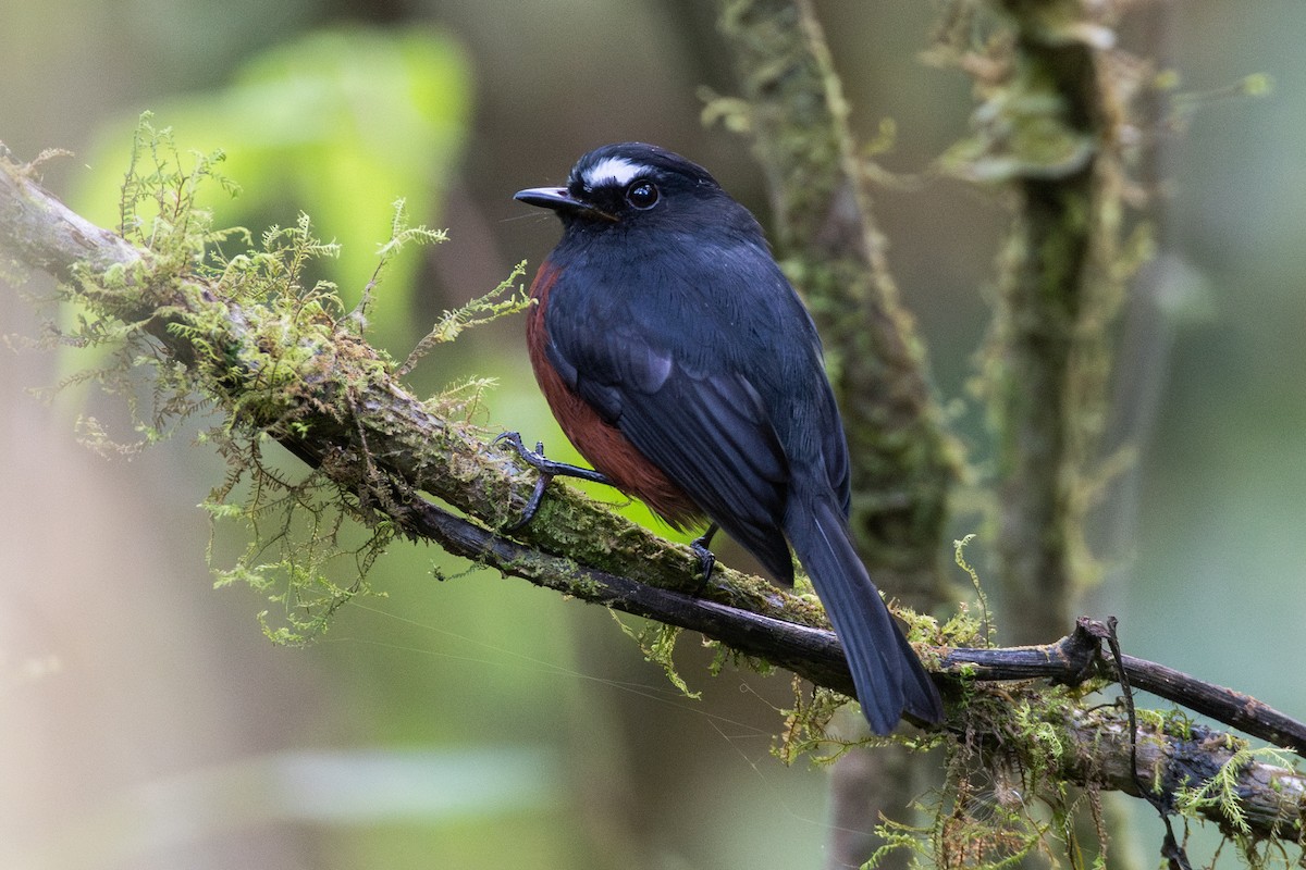 Пітайо темноспинний - ML647640771