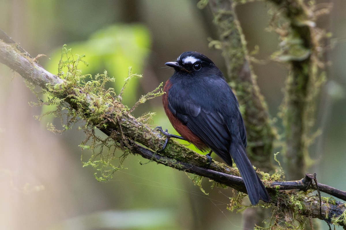 Пітайо темноспинний - ML647640772