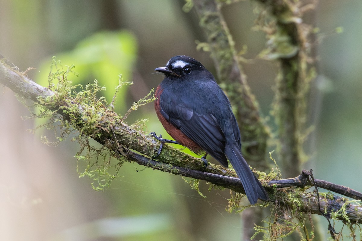 Пітайо темноспинний - ML647640773