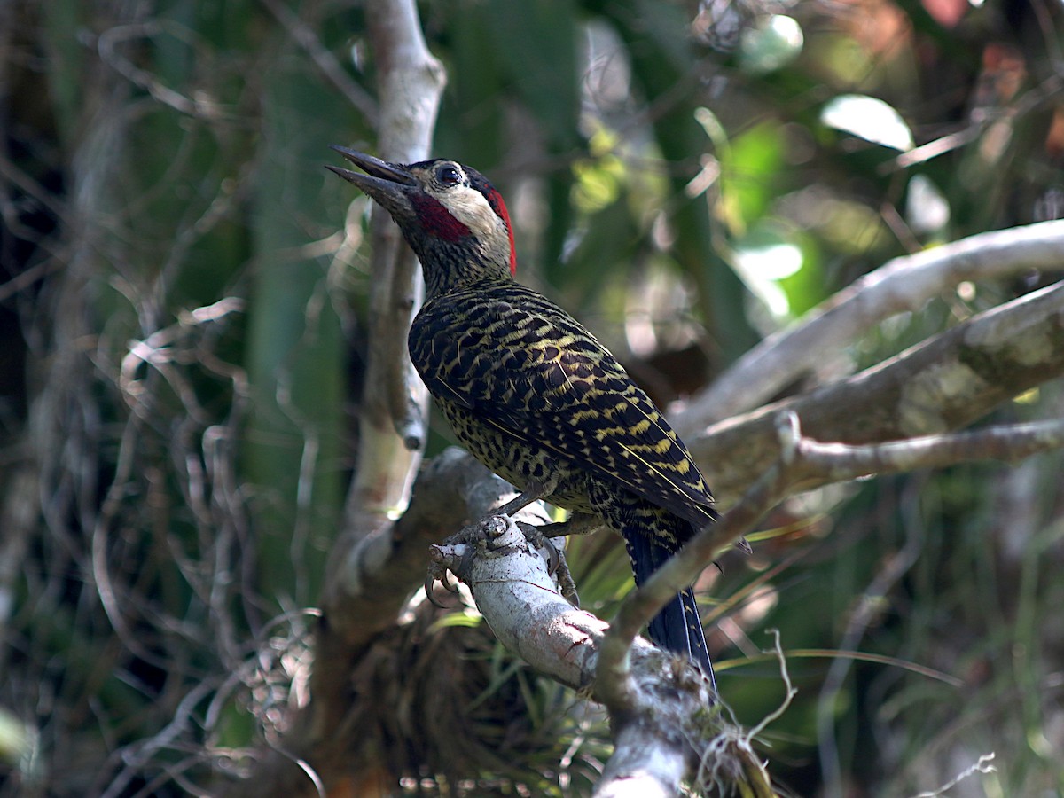 Черноусый дятел - ML647640787