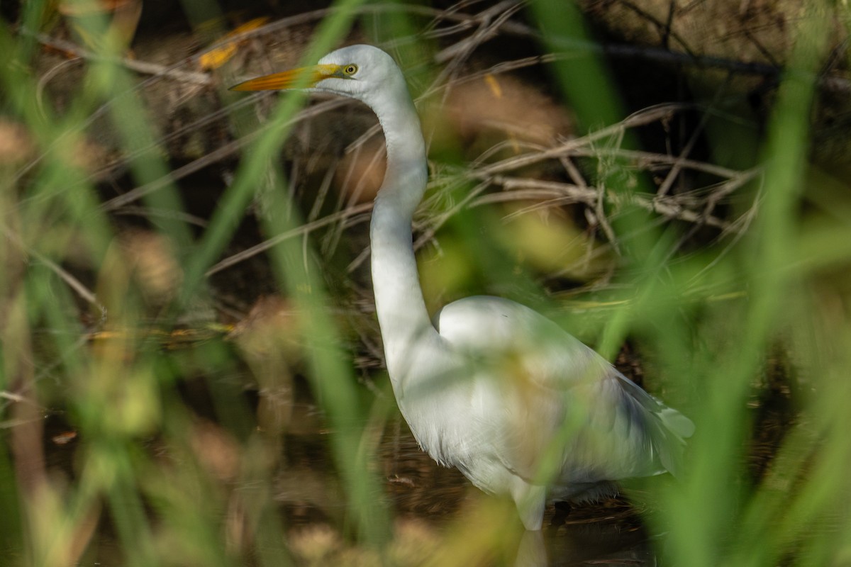 Koartza zuria - ML647640798