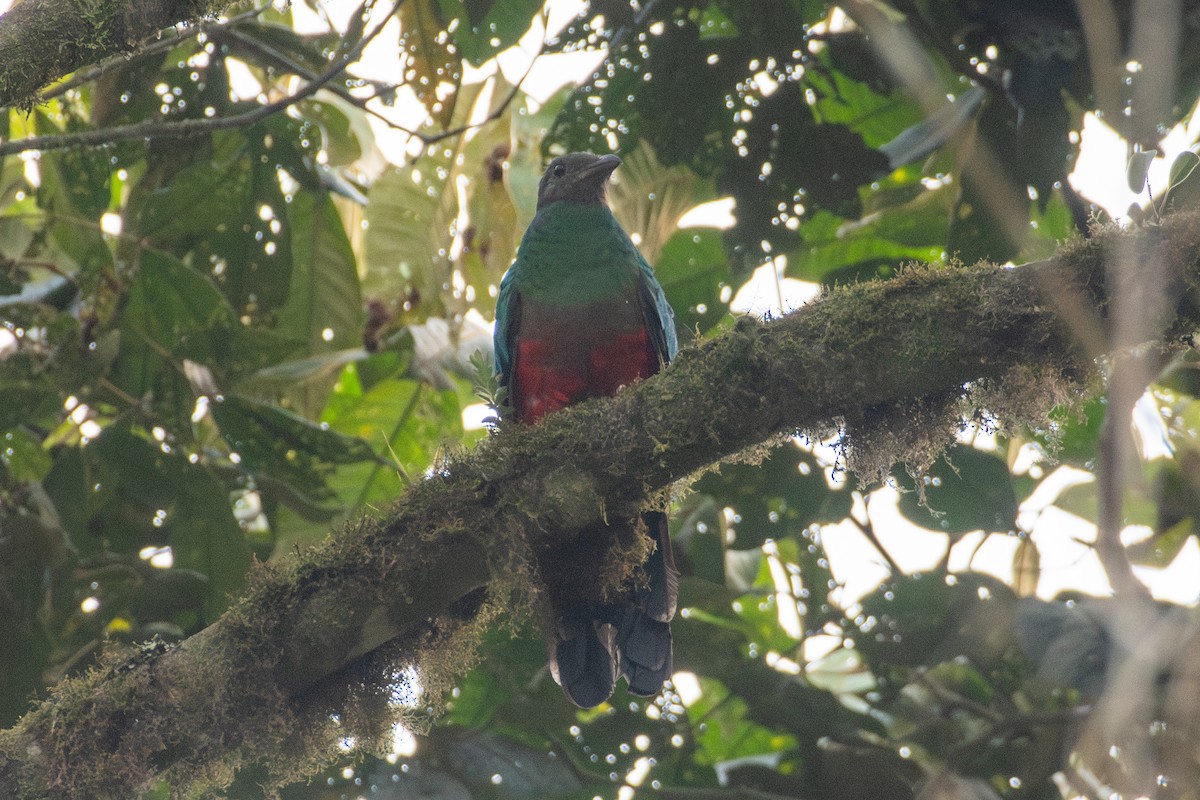 Quetzal doré - ML647640803