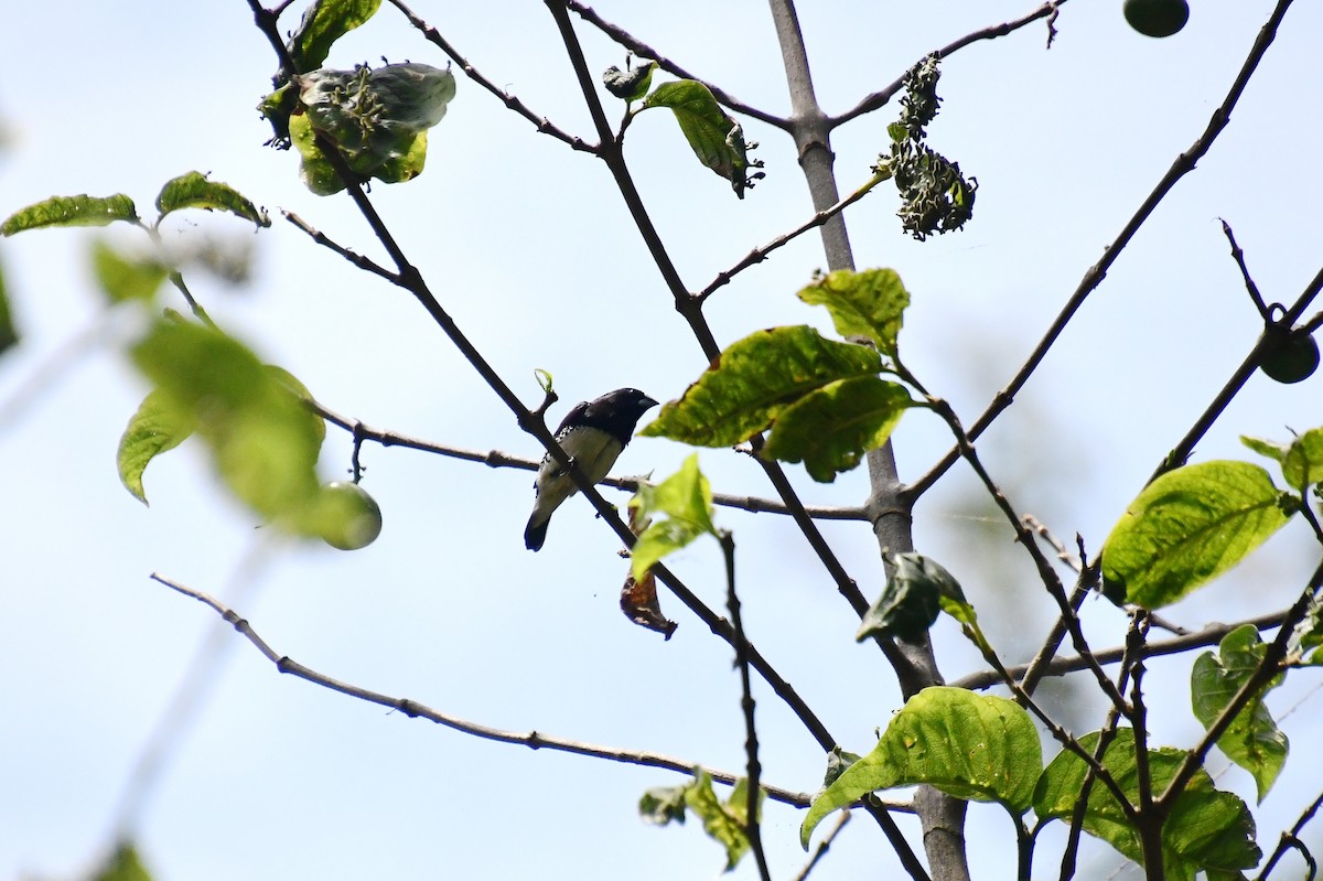 Alaca Munya - ML647640834