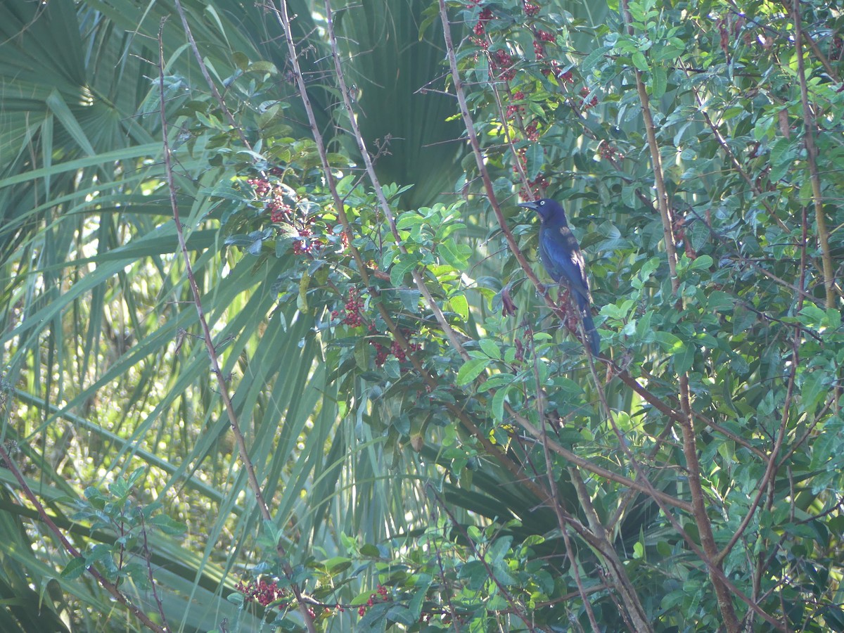 Purpurgrackel (quiscula) - ML647640891