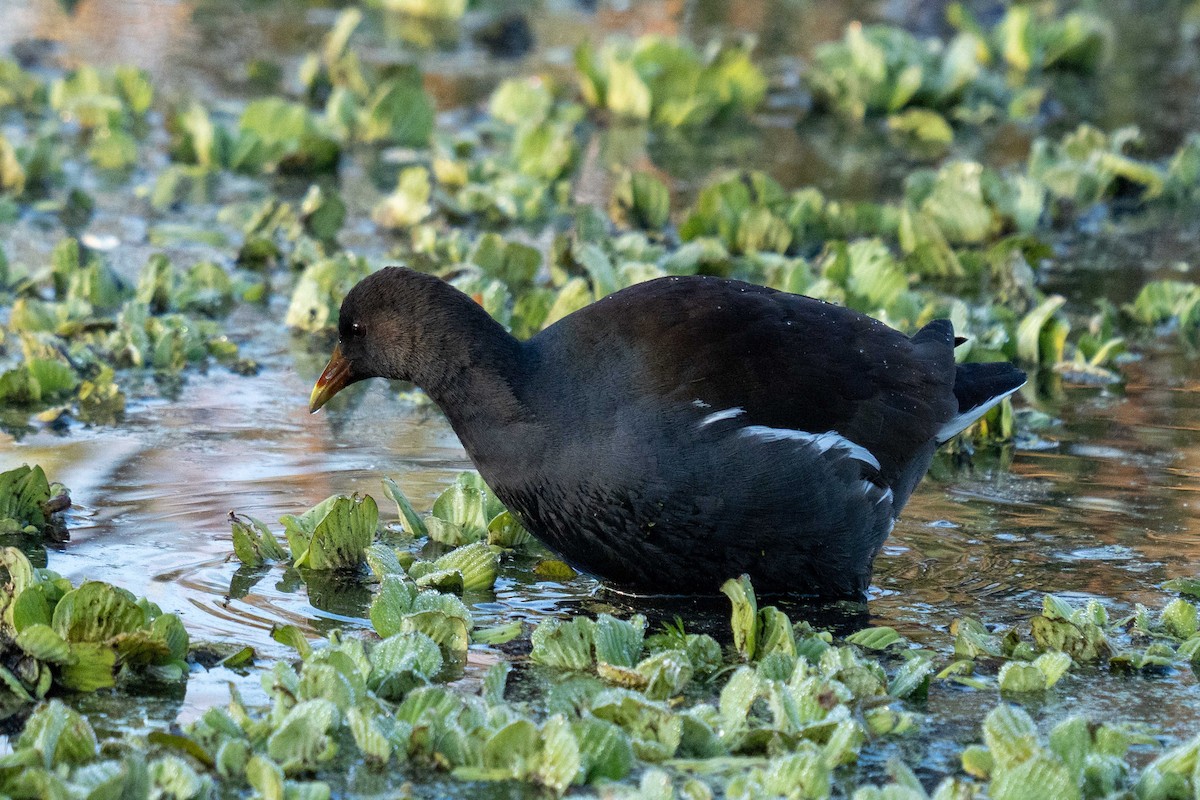 Amerika Sutavuğu - ML647640899