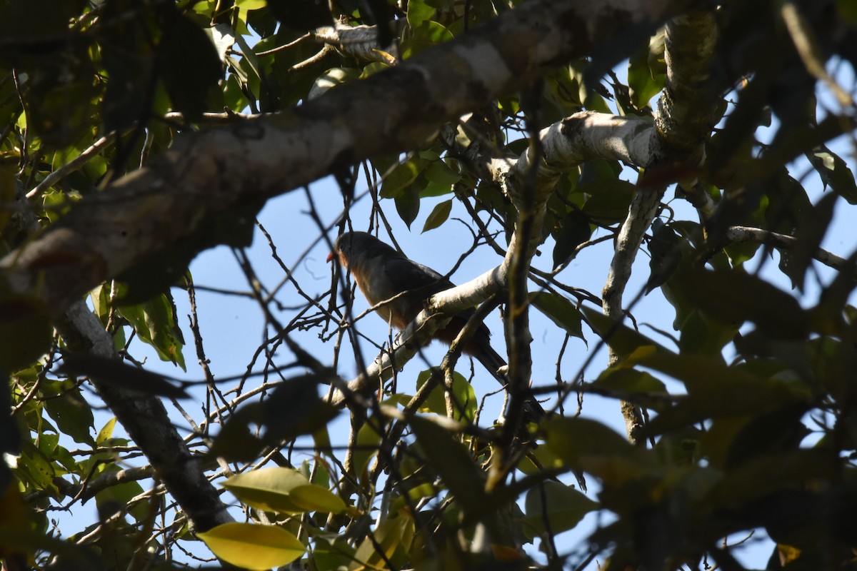 Red-billed Malkoha - ML647640902