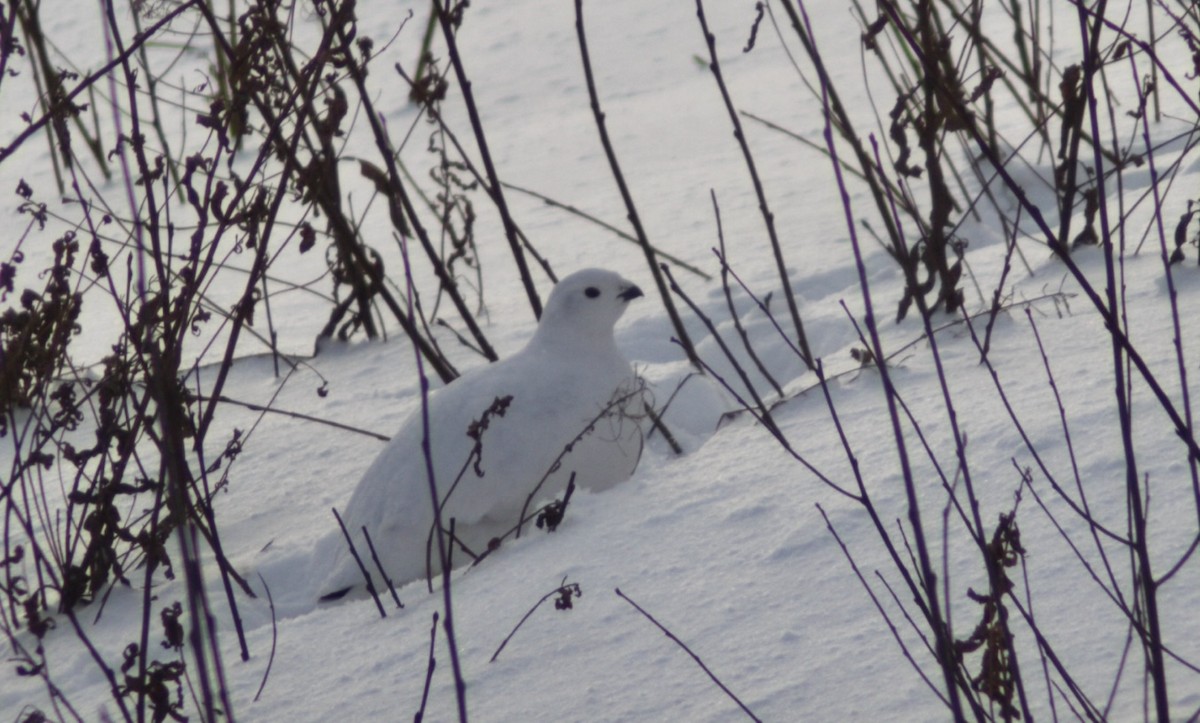 Willow Ptarmigan - ML647640903