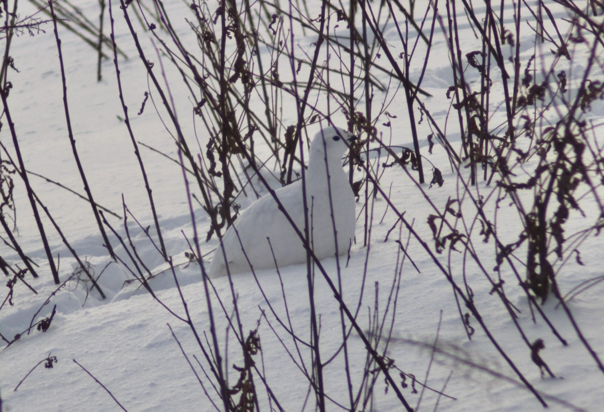 Willow Ptarmigan - ML647640904