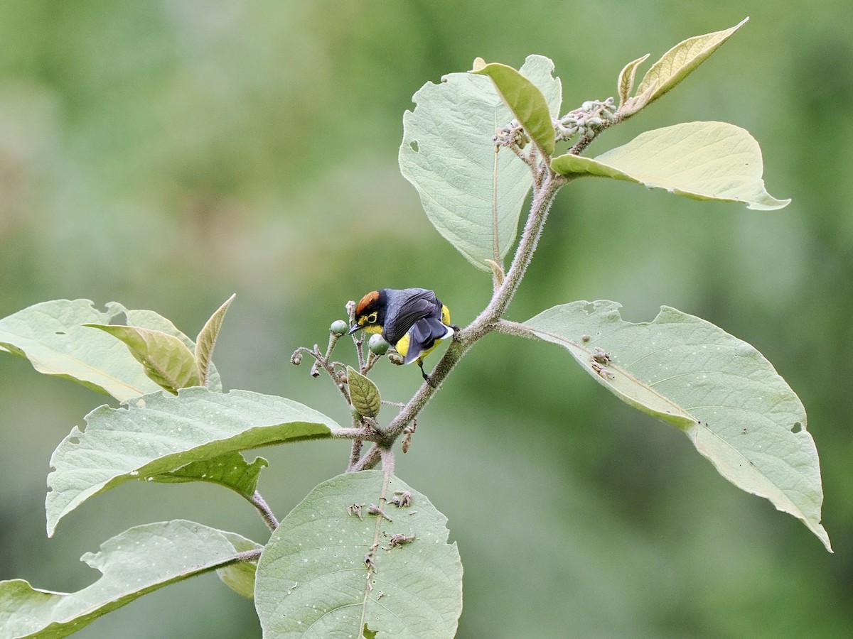 Spectacled Redstart - ML647640915