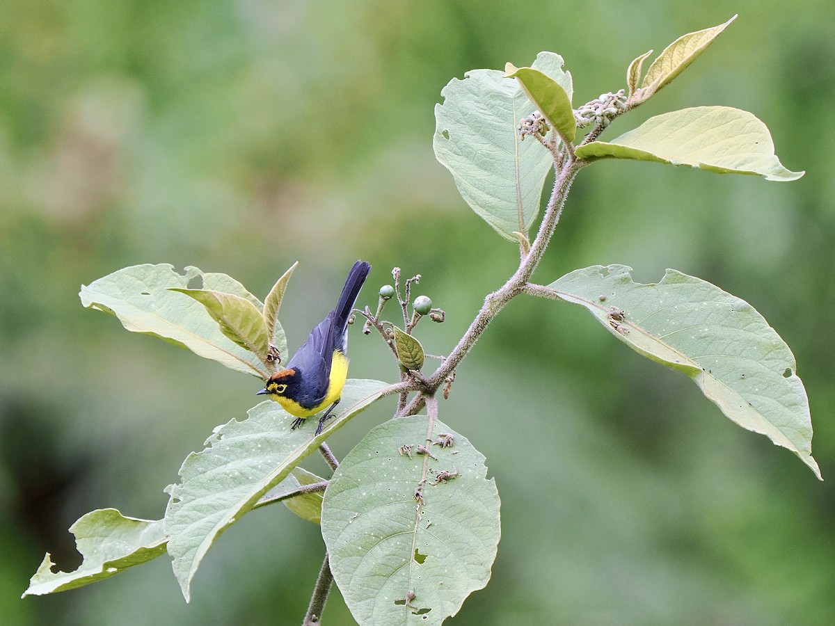 Spectacled Redstart - ML647640916