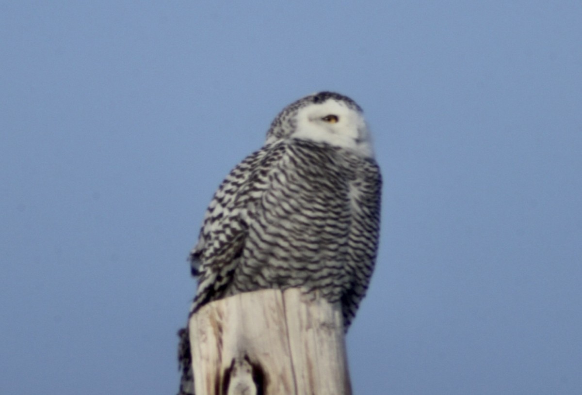 Snowy Owl - ML647640928