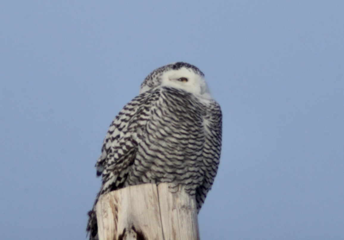 Snowy Owl - ML647640929