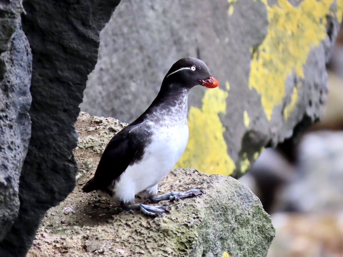 Parakeet Auklet - ML647640979