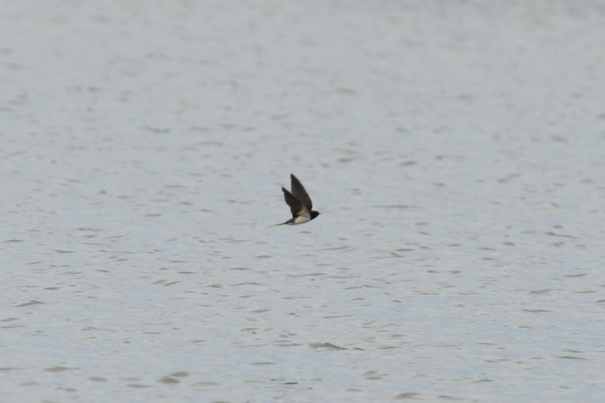 Ластівка сільська - ML647640986