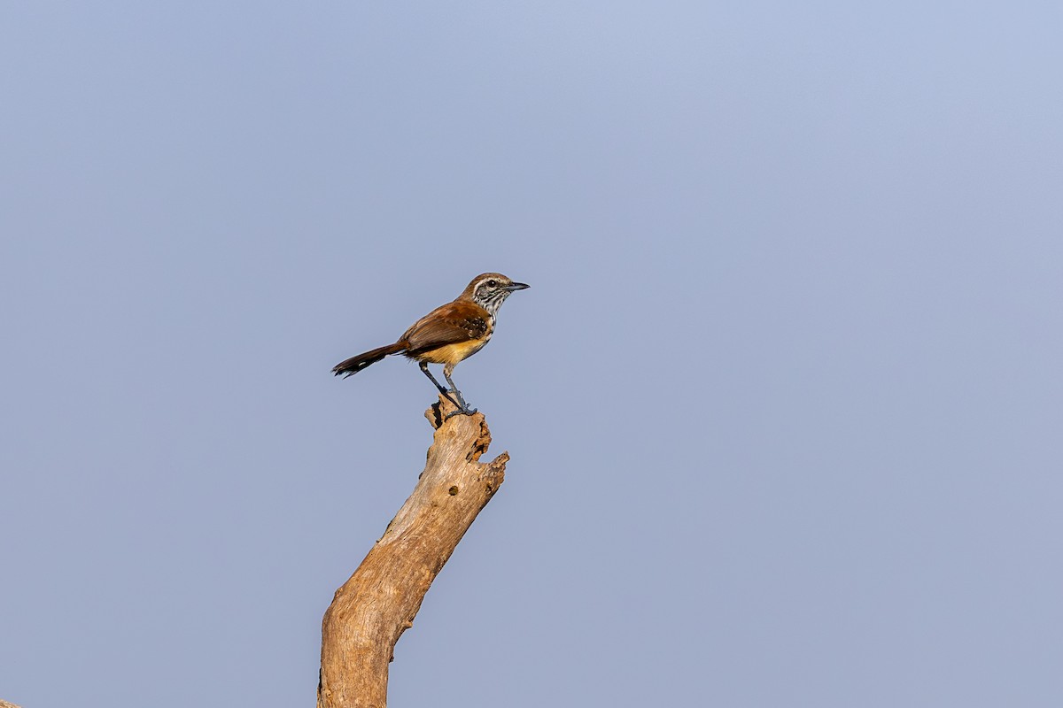 Rusty-backed Antwren - ML647640987