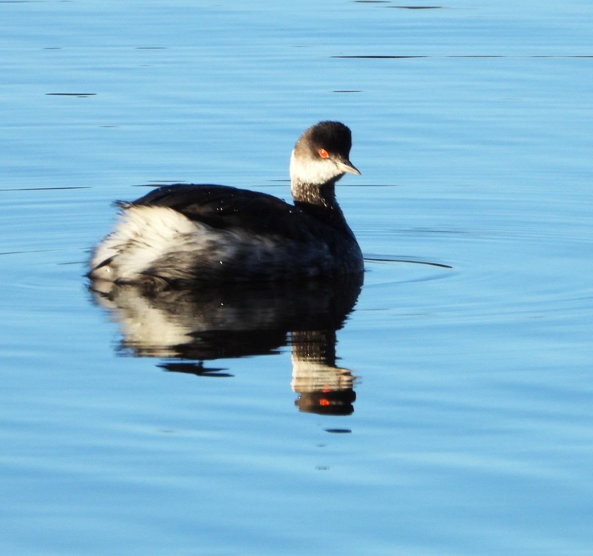 Grèbe à cou noir - ML647641019