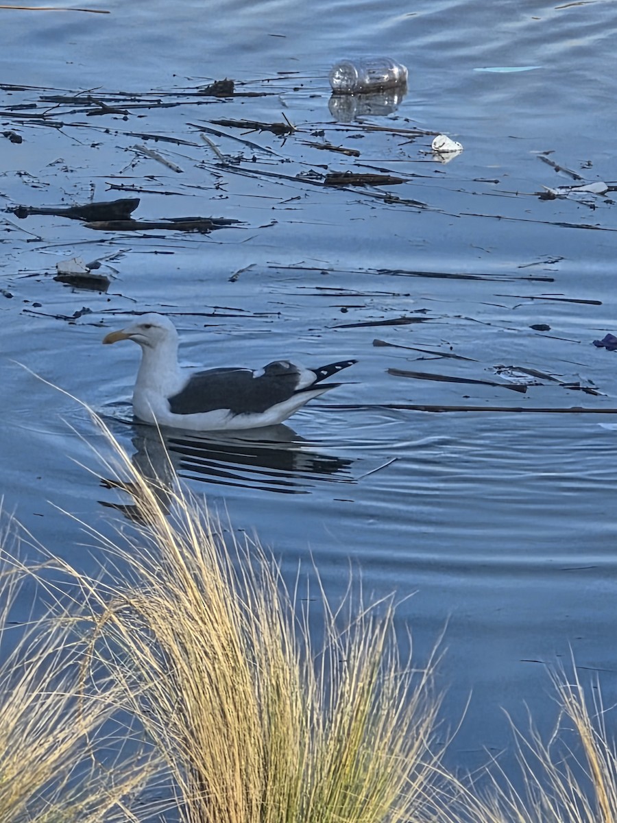 鷗亞科 - ML647641028