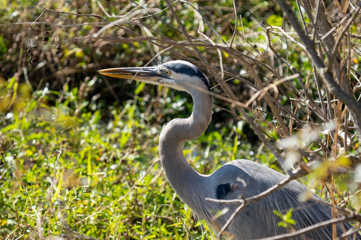 Great Blue Heron - ML647641049