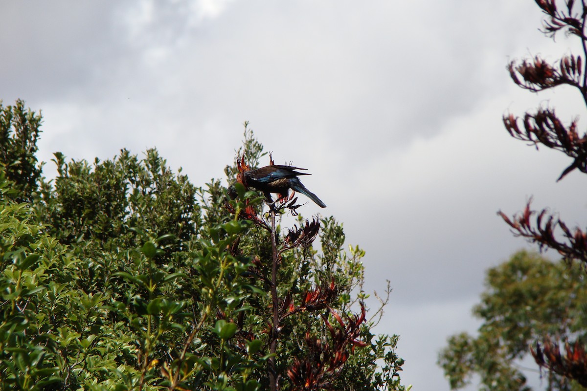 Пое - ML647641050